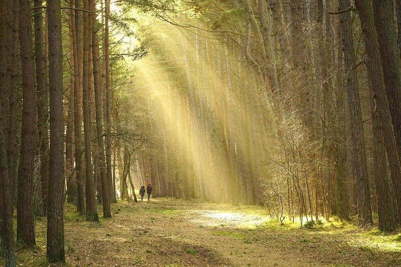 Forest Walks